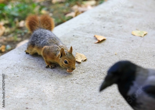squirrel eating nuts