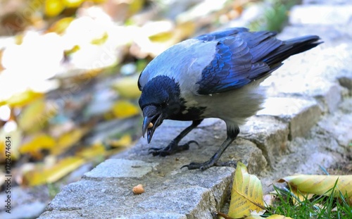 fıstık yiyen leş kargası