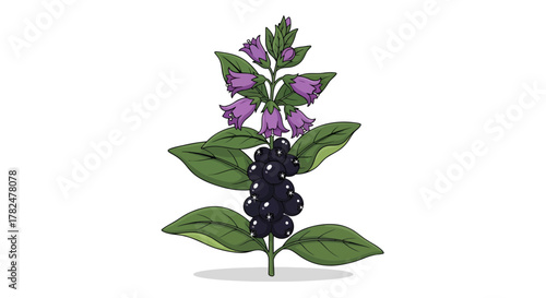 Digital illustration featuring the Deadly Nightshade plant with berries and purple flowers