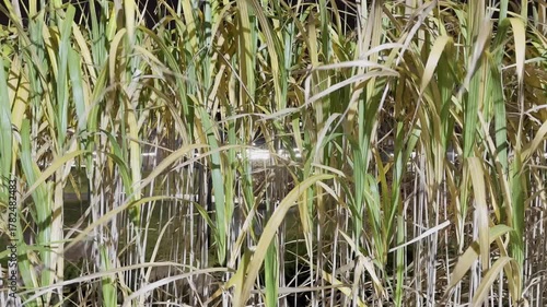 Tall dry grass moving gently in wind, yellow stalks swaying softly in natural light, calm autumn