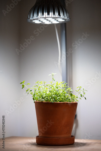 Growing Thymian plants under phyto lamps at home in winter season. LED lamp with full spectrum for supplementary lighting of Thyme houseplant. Plant care, additional illumination.
