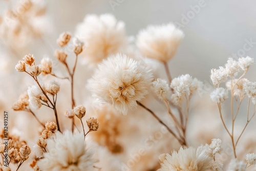 Wallpaper Mural Translucent petal dried flowers showcasing their intricate patterns and natural beauty when illuminated by soft light Torontodigital.ca