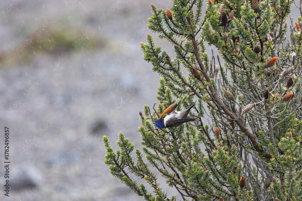 Obraz premium Chimborazo Hillstar hummingbird in rain on Andean shrub, Ecuador