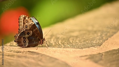 A Blue Morpho butterfly rests on a sunlit stone, its folded wings displaying intricate brown hues and striking eye-spots. Subtle background movement and warm light evoke a serene tropical atmosphere