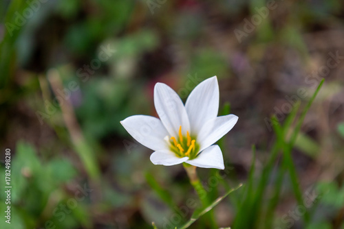 タマスダレ（玉簾）の白い花