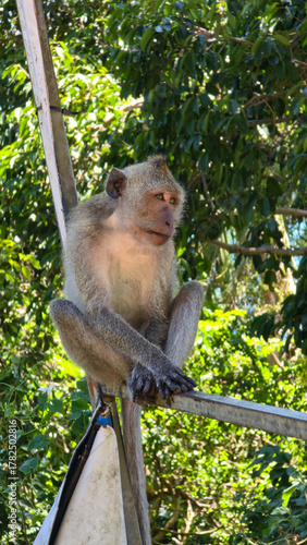Sticker Wildlife scene featuring monkey amidst urban foliage Koh Phangan Thailand