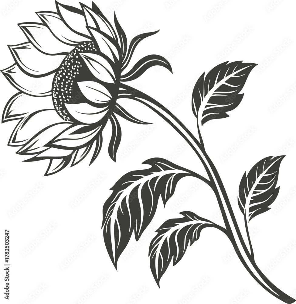custom made wallpaper toronto digitalHand drawn sketch of a sunflower with leaves isolated on white background