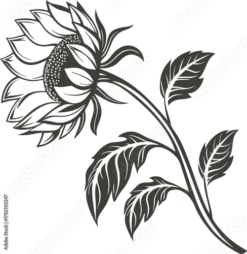 Hand drawn sketch of a sunflower with leaves isolated on white background