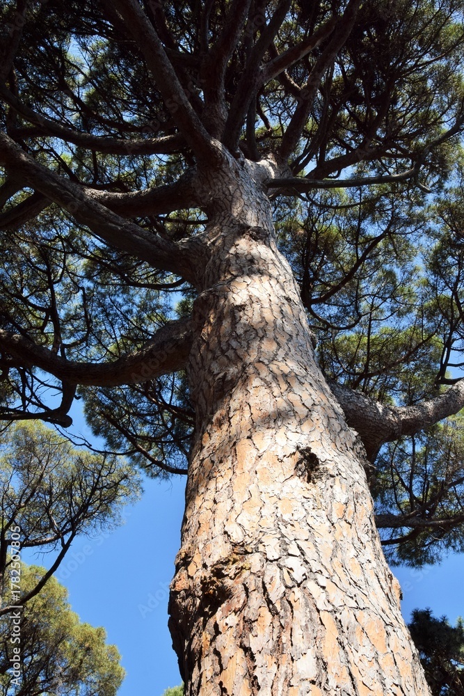 Fototapeta premium Southern Plants. View of a pine tree trunk and crown against a blue sky.