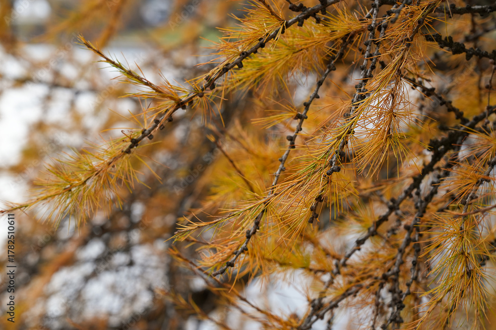 Obraz premium Close-up of golden larch branches with soft autumn needles