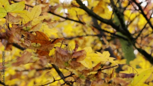 Yellow leaves shimmer softly in afternoon light, yellow hues creating soothing autumn palette, yellow scene capturing essence of seasonal calm, perfect for eco and atmospheric stock videos.
