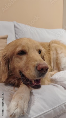 A golden retriever lies on a white couch, panting with a relaxed expression. The indoor setting features soft lighting and neutral tones