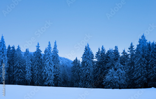 Winterwald mit verschneiten Tannen und Schneefläche