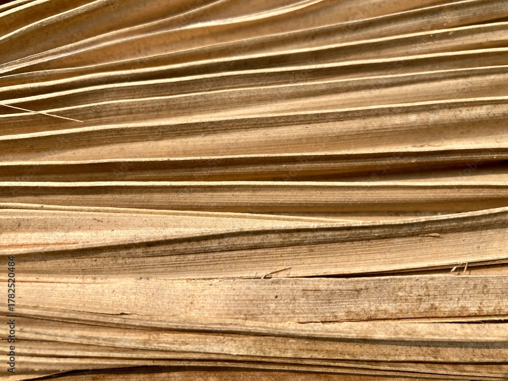 Fototapeta premium layered textured brown palm leaves, evoking feelings of natural beauty and organic patterns