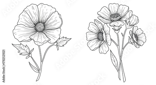Delicate floral sketch depicting anemone flowers with detailed line work