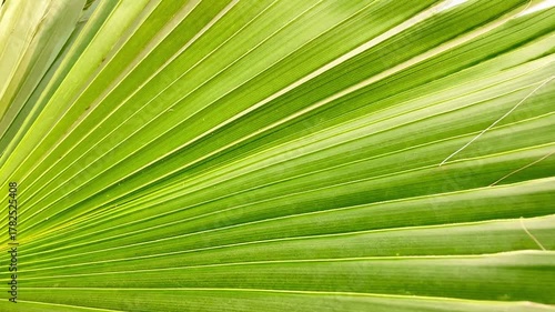A close-up captures the intricate details of vibrant green palm leaf, emphasizing its natural beauty and unique patterns.