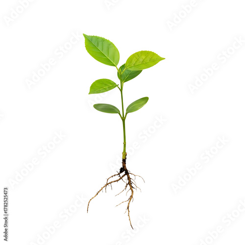 Green plant with roots on white background  