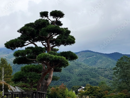 Japanese pine tree with mountain landscape in Kawaguchiko, Japan