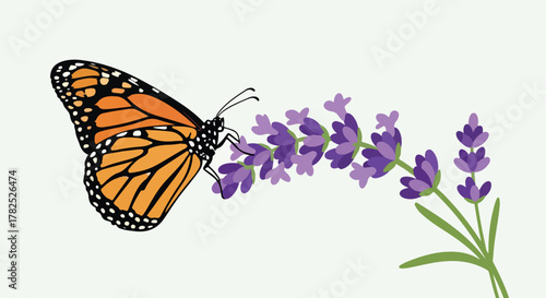Butterfly with orange wings and black markings near purple flowers on a white background