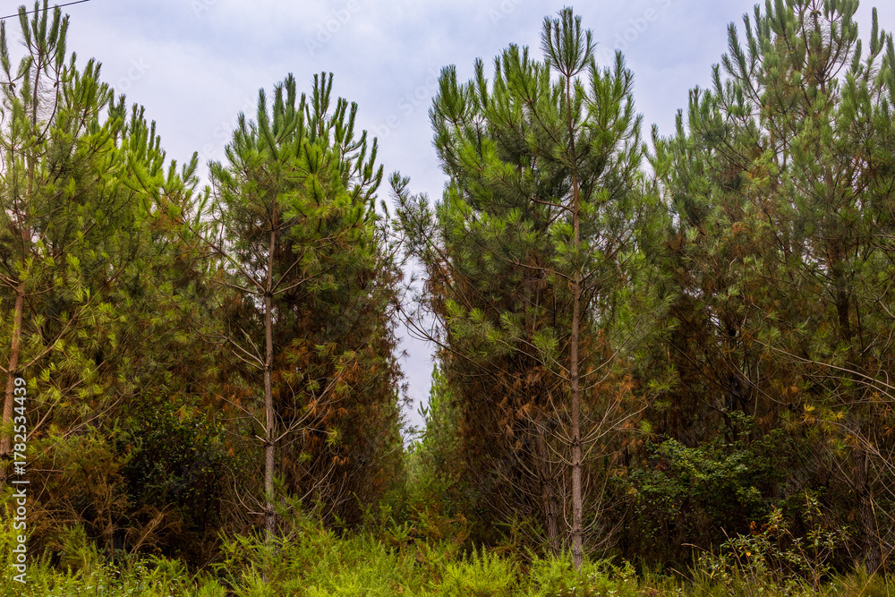 Fototapeta premium Forêt de Pins des Landes sur la commune de Parentis-en-Born en France