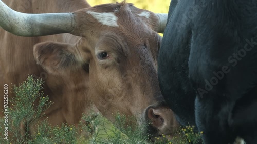Texas longhorn cow grooming calf closeup on farm, animal behavior between mom and baby.