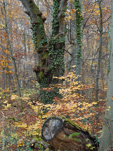Herbstwald