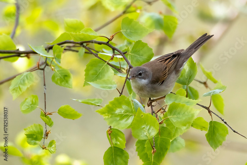 Common whitethroat