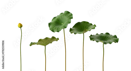 Delicate green lotus leaves and bud ascending from dark water against a deep black background