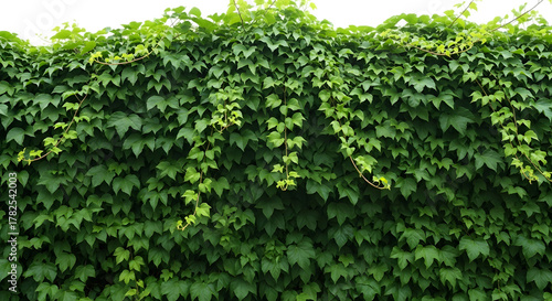 Lush green ivy covering a wall with hanging vines and dark background
