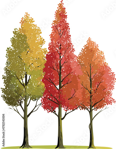 Maple tree with yellow and orange fall foliage, isolated on a white background