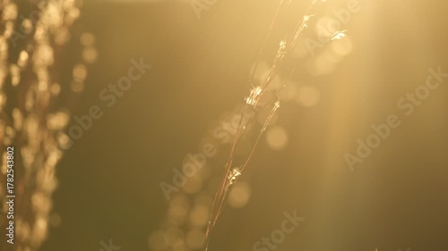 Little bluestem in fall season golden hour, Texas plant.
