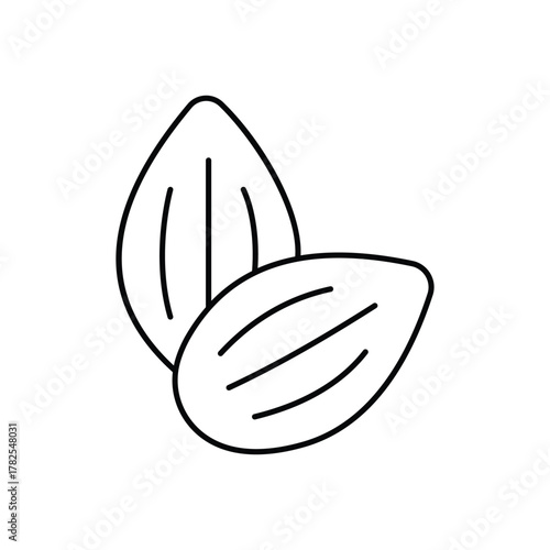 Two almond nuts are depicted with a black outline Each shows internal lines One is behind the other