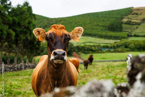 São Jorge island landscapes, Azores archipelago, travel and explore Portugal.