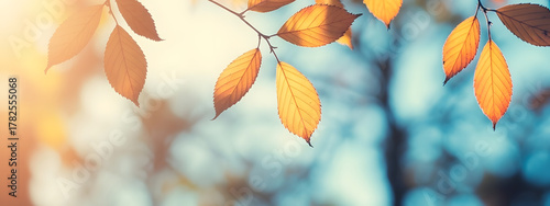 Beautiful yellow red and orange leaves in an autumn park on a br