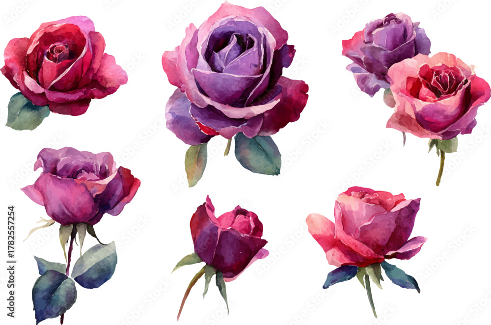 Fototapeta premium set of roses isolated on white