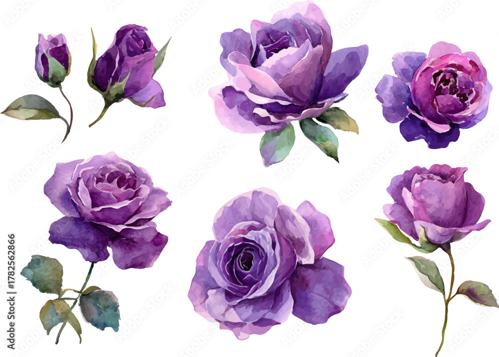 Fototapeta premium set of roses isolated on white