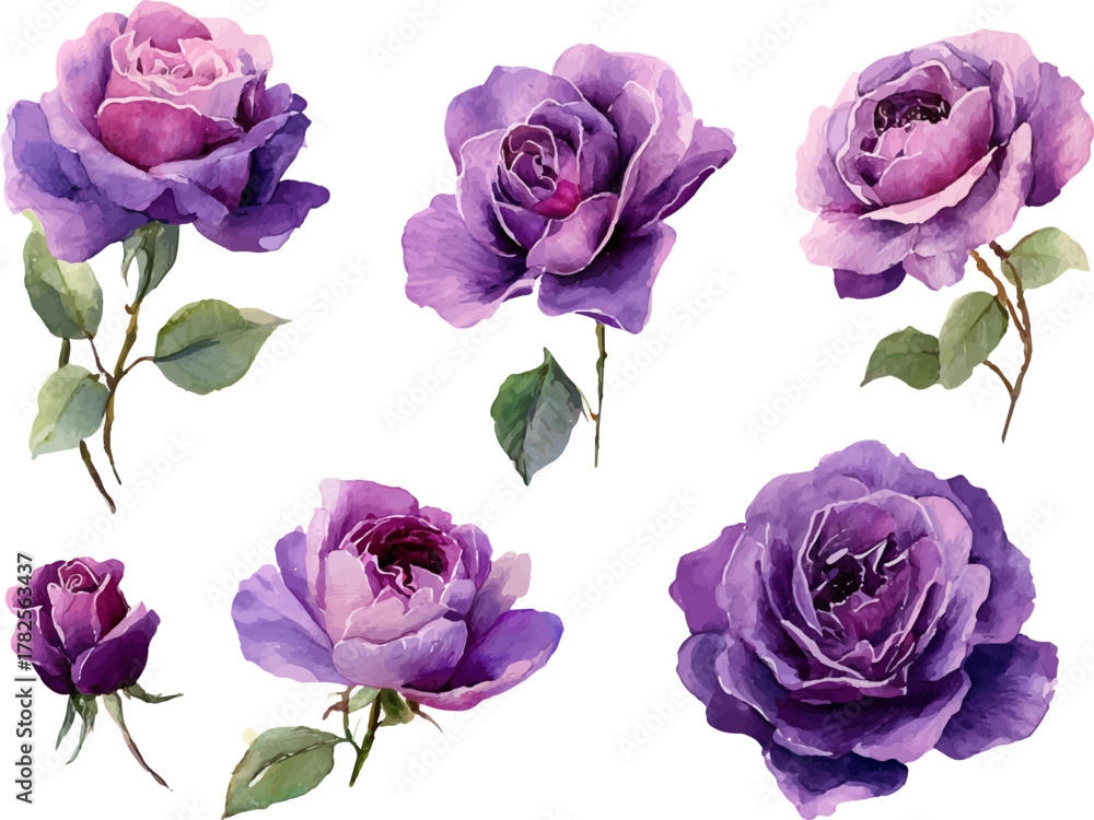 Fototapeta premium collection of pink roses