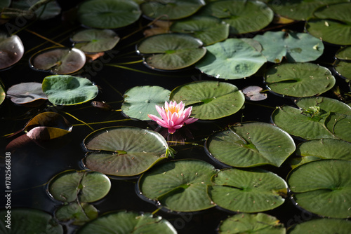 Schilderij op canvas Pink water lily and lily pads floating on water