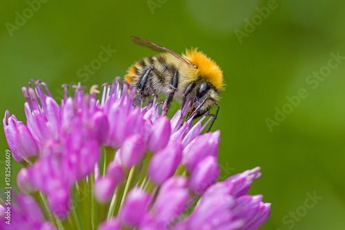 lateral close up of a common carder bee on purple  blossom of a ball-head onion with blurred green background