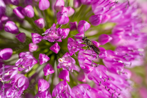 a small carpenter bee on a purple  blossom of a ball-head onion in sunlight