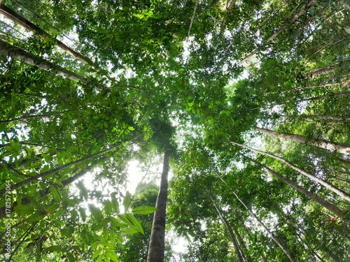 Looking Up at Tall Tree Trunks and Dense Green Canopy in a Tropical Rainforest