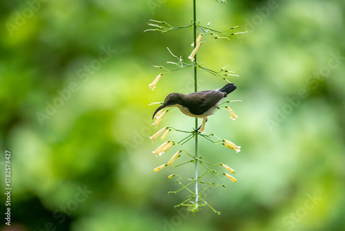 Billede på lærred Loten's sunbird (female) is a small, olive-yellow bird with a long, curved bill, perfectly adapted for extracting nectar from the yellow, tubular flowers it is perched upon