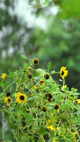 The rose-ringed parakeet also known as the ring-necked parakeet. Rose-ringed parakeets usually feed on buds, fruits, vegetables, nuts, berries, and seeds.