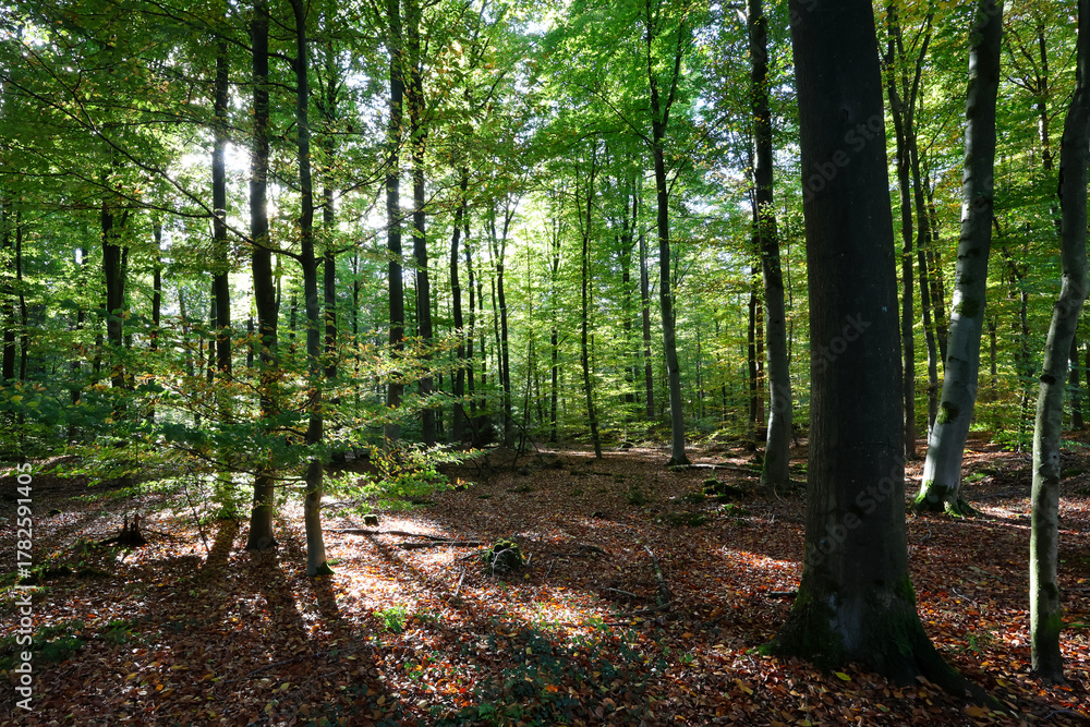 Obraz premium Wald 2