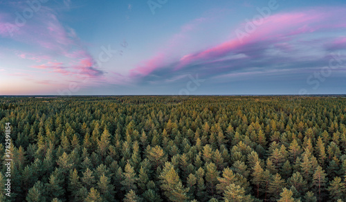 Colorful sunset over vast pine forest in Latvian countryside. Pink twilight blaze in the sky. Drone view.
