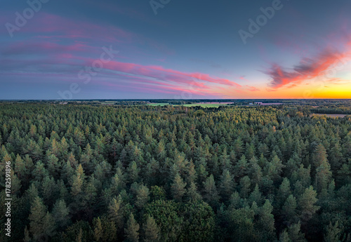 Colorful sunset over vast pine forest in Latvian countryside. Pink twilight blaze in the sky. Drone view.
