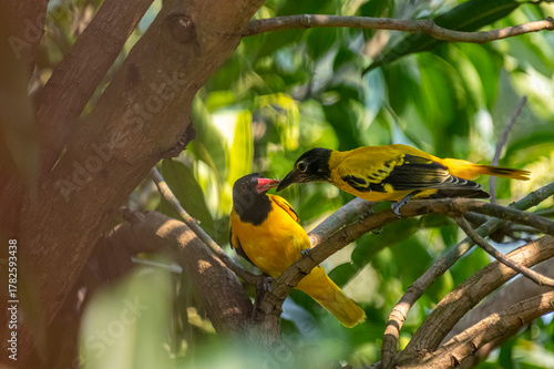 Photos These are two Black-hooded orioles, vibrant yellow birds with glossy black heads and striking pinkish-red beaks, perched among green leaves