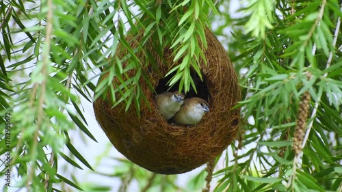 A pair of Indian silverbill or white-throated munia  is a small passerine bird native to South Asia, known for its adaptability and establishment in various global regions enjoying in nest
