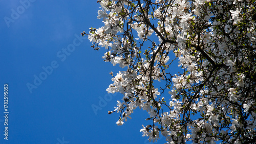Vibrant White Magnolia Blossoms Adorn Tree Branches Against a Strikingly Clear Blue Sky on a Bright Sunny Day