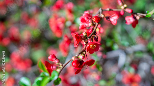 Vibrant red flowering quince blossoms and delicate buds unfurl on a thorny branch, bathed in soft light against a dreamy spring garden bokeh.
